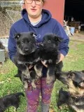 German Shepherd puppies