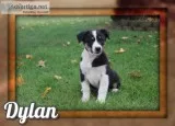 Dylan Male Australian Cur Mix