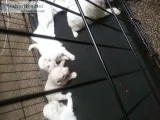Maltese