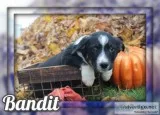 Bandit Male Australian Cur Mix