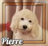 Pierre Male Standard Poodle