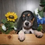 Beagle Puppies