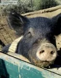 Pigs 4 sale