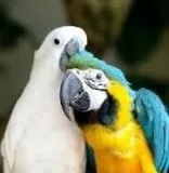 Male Blue and Gold Macaws With Cockertoo and Cage