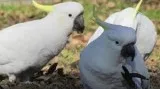 Gorgeous Female Umbrella Cockatoo