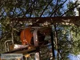 TREE CUTTING