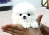Home  Pomeranian Puppies