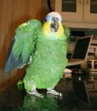 Get this adorable Amazon parrots for an incredibly adorable fee