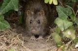 Pest Control Services in NYC Mouse Removal Service