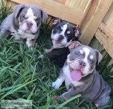 Buy Beautiful English bulldog puppies in usa