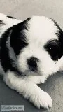 Full Blooded Shih Tzu Pups