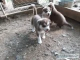 Husky puppies