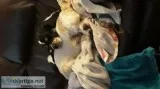 Cocker spaniel puppies