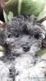 Malti-pooyorkie