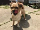 Rehoming my Chi Mixed Puppy