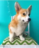 Pembroke weshly corgis for sale