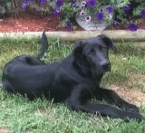 LabShepherd Mix pups DUE Sept