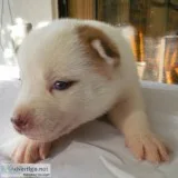 Beautiful Rare Brown Piebald Husky Puppy with Blue Eyes