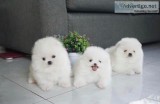 Xmas Pomeranian Puppies
