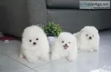 Xmas Pomeranian Puppies
