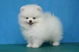 Male Pomeranian Puppy