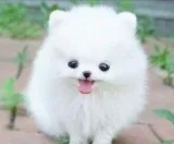 Teacup Pomeranian Puppy For Sale