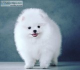 X mas Pomeranian Puppies