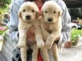 Wonderful Labrador Retriever Pups for Sale