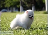 Pomeranian Puppies For Sale