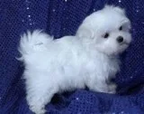 Intelligent Maltese Pups FREE Adoption