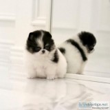 Pomeranian Puppies For Sale