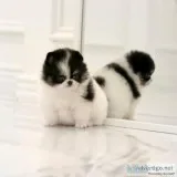 Pomeranian Puppies For Sale