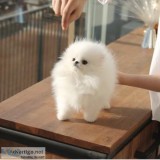 Teacup Pomeranian Puppies