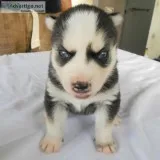 Beautiful Black and White Husky Puppy with Blue Eyes