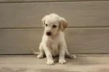 Awesome Labrador Retriever Pups