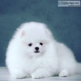 Adorable x mas Pomeranian Puppies for sale