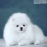 Adorable x mas Pomeranian Puppies for sale