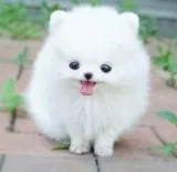 Gorgeous Teacup Pom Dogs