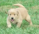 Stunning Light Cream Golden Retriever Puppies