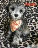 miniature schnauzers