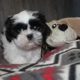 Shih-Tzu Puppies