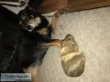 Free Guinea Pigs