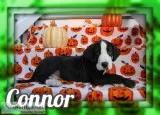 Connor Male AKC Great Dane