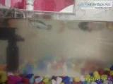 I want to sell my guppy fishes