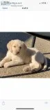 Adorable F1 labradoodle
