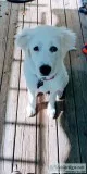 9 month female great pyrenees Mandy