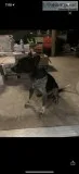 Free blue healer