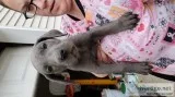 Great dane puppies