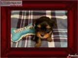 Male Yorkie puppy