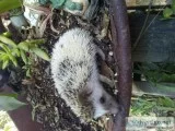 Hedgehogs